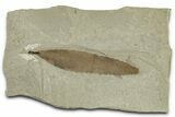 Fossil Leaf (Cedrelospermum) - Green River Formation, Utah #325585-1